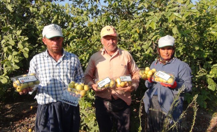 Vitamin ve mineral açısından zengin içeriğe sahip guavanın Silifke’de hasadına başlandı
