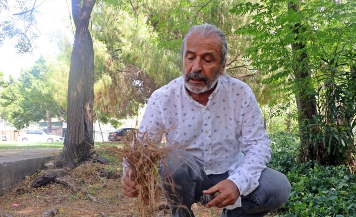 Yangın Ekolojisi Uzmanı açıkladı: “Manavgat yangının uzun ve şiddetli olmasındaki sebep; ince yanıcılar”