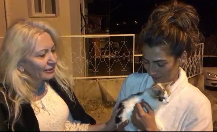 Yaralı kedi bir aylık tedaviden sonra tekrar doğal ortamına bırakıldı