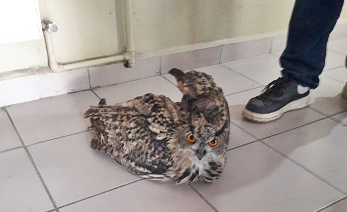 Yaralı kulaklı orman baykuşu tedavi altına alındı