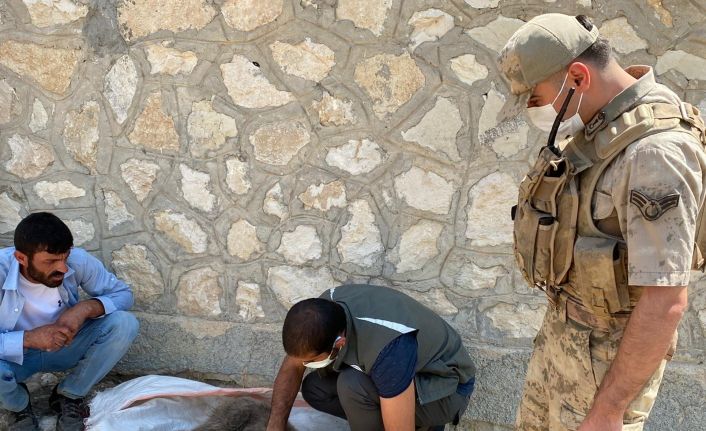 Yaralı yavru ayıyı önce beslediler, ardından tedavi edilmesi için ekiplere teslim ettiler
