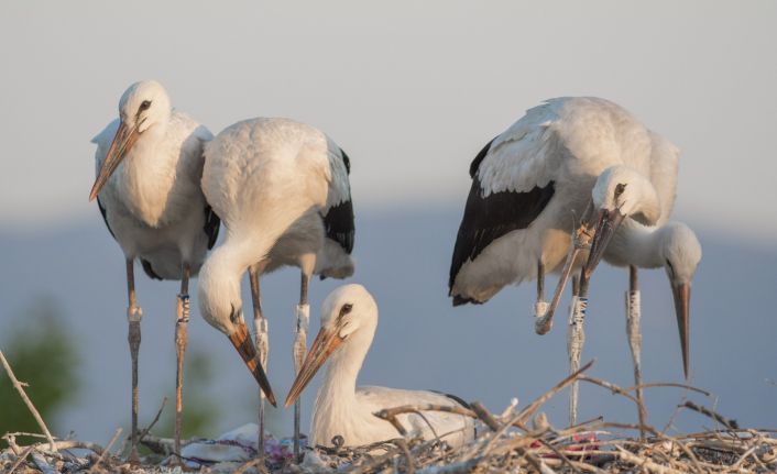 Yaren’in yavrusu Beşnumara yuvadan uçtu...Halka ile uydudan böyle takip ediliyor
