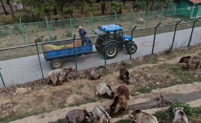 73 ayı, kış için enerji depoluyor