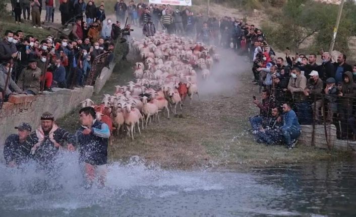 750 yıllık gelenek yaşatıldı, çobanlar göletten geçirdikleri sürüleri zapt etmekte zorlandı