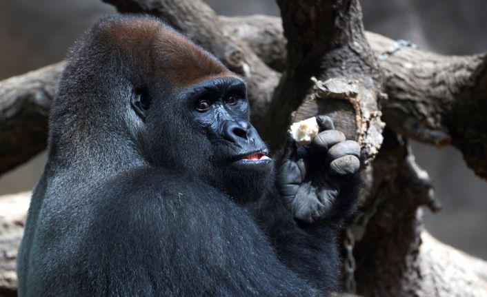 ABD’deki hayvanat bahçesinde Covid-19’a yakalanan gorillerin sayısı 18’e yükseldi