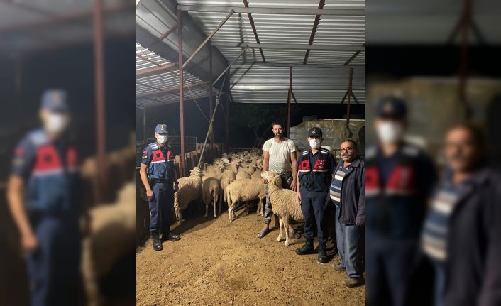 Ağılın kapısının açık unutulmasını fırsat bilip kaçan 46 koyun, jandarma tarafından bulundu