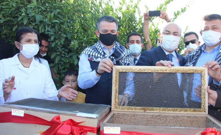 Akdeniz meyve sineğine karşı kısır böcek salımı