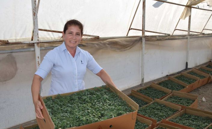 Aksu’da 40 bin dekar sera alanında kışlık domates ve biber ekimi başladı