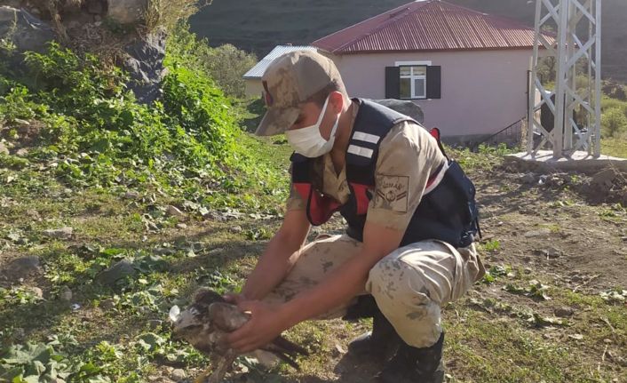 Ardahan’da jandarmanın yaralı halde bulduğu Kartal ve Saz Kamışçını tedaviye alındı
