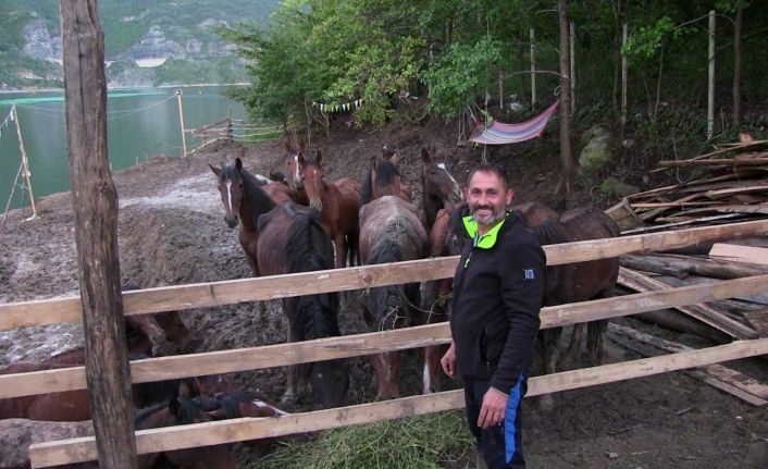 Artvin’de ölüme terk edilen atlara barınak bulunamayınca genç turizmci tesisini açtı