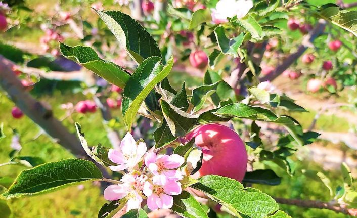 Aylar sonra gelen yağışla şaşıran elma ağacı hasat zamanı çiçek açtı
