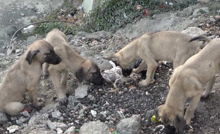 Bahçede doğum yapan köpek ve 8 yavrusuna esnaf ile mahalle sakinleri sahip çıktı