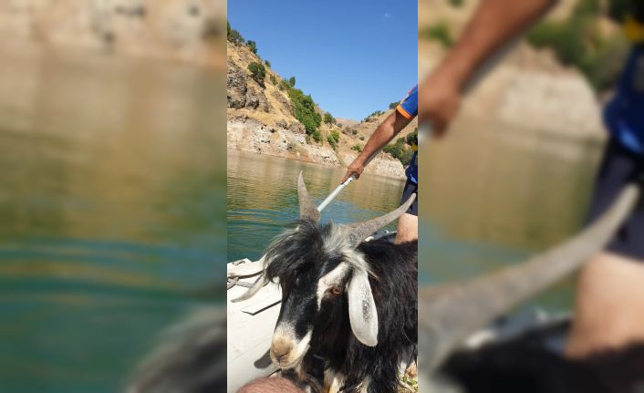 Baraj kayalığında 4 gündür mahsur kalan keçi 2 saatlik kurtarma operasyonu ile kurtarıldı