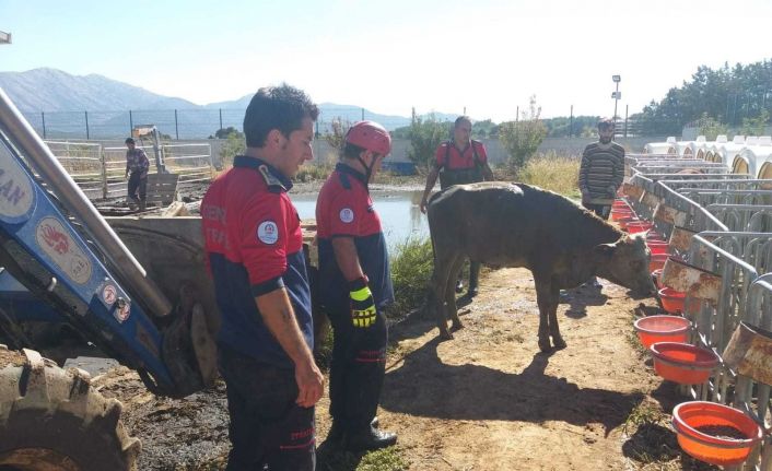 Besihaneden kaçan düve kuyuya düştü