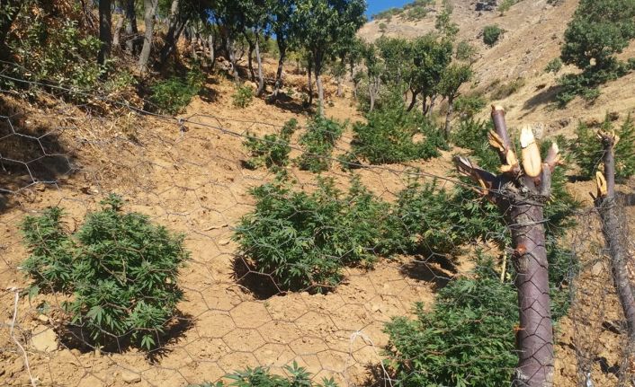 Bingöl’de bin 100 kök kenevir ve 21 kilo esrar ele geçirildi