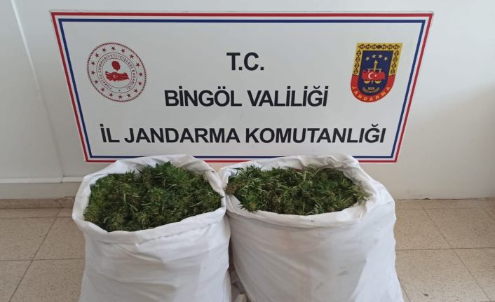 Bingöl’de bin 473 kök kenevir ile 23 kilo skunk ele geçirildi