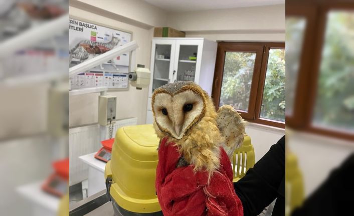 Bitkin bulundu, bakım sonrası doğaya salındı