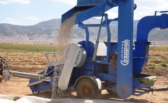 Bitlis’te bu yıl 40 bin ton fasulye hasadı bekleniyor