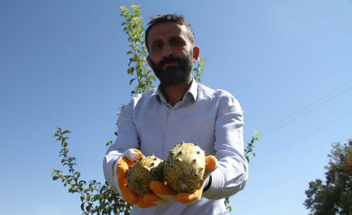 Bölgede ilki başardı, tropik Afrika meyvesi olan Kivano’yu yetiştirdi, bir kökte 50 adet ürün elde etti