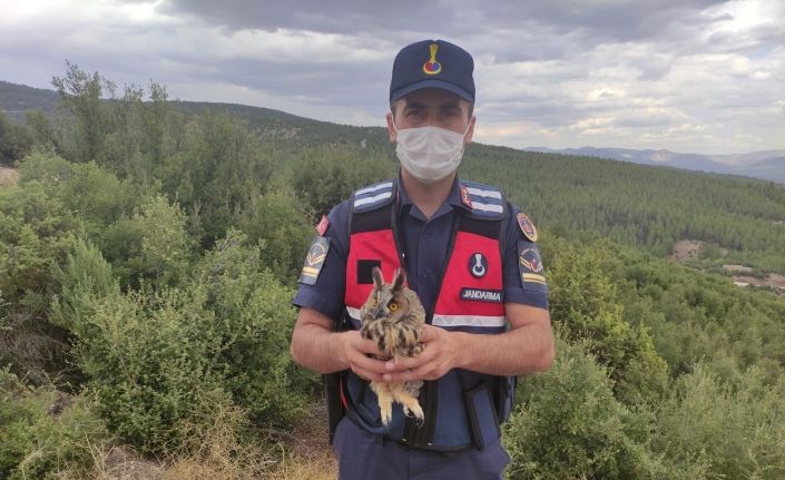 Burdur’da yaralı baykuşu jandarma kurtardı