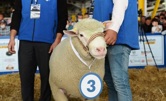 Bursa’da küçükbaş hayvanların katıldığı ’güzellik yarışması’ renkli anlara sahne oldu
