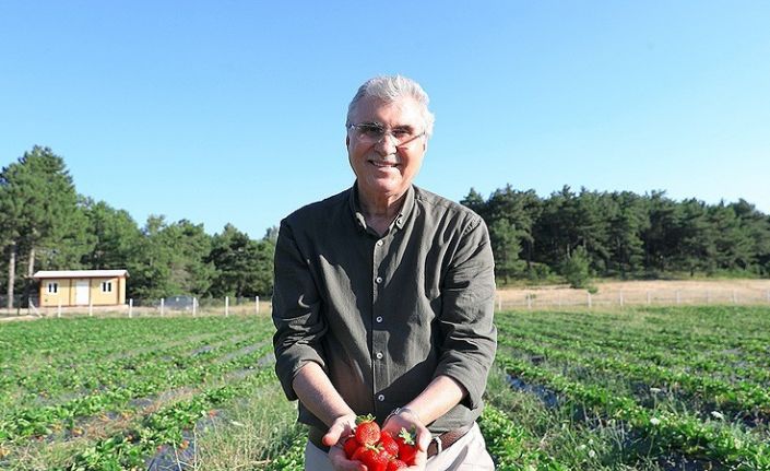 Büyükşehir 10 ton çilek hasadı yaptı