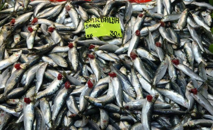Çanakkale’de sardalyanın fiyatı 30 liraya düştü