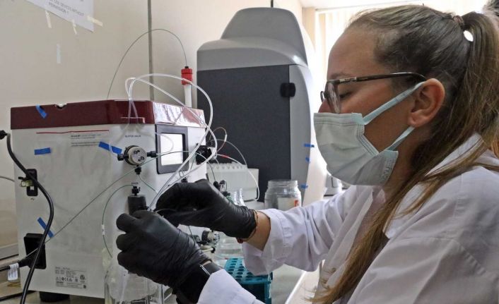 Covid-19’a karşı bitkiden üretilen ’kokteyl aşı’ insan deneyine hazır hale geldi
