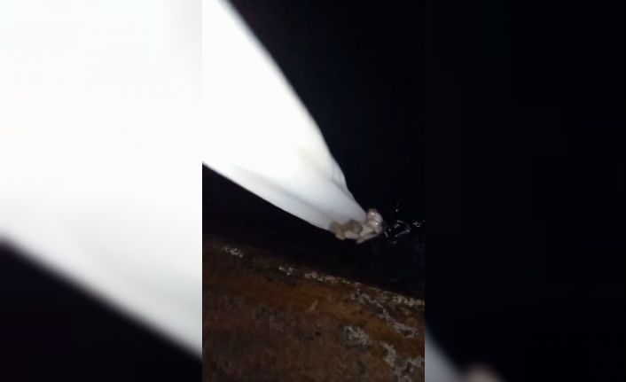 Denize düşen yavru kedi, güvenlik personelinin uzattığı bez parçasıyla hayata tutundu