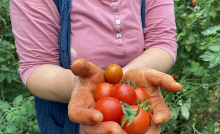 Domates fiyat endeksi geçen yılın Ağustos ayına göre yüzde 75.93 arttı