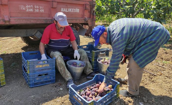 Dünyaca ünlü siyah incirin fiyatı 30 liradan 12 liraya düşünce çiftçi isyan etti