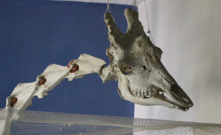 Elazığ’da 50 çeşit hayvanın anatomik yapısının bulunduğu müzede, Türkiye’de ilk olan zürafa iskeleti yer alıyor
