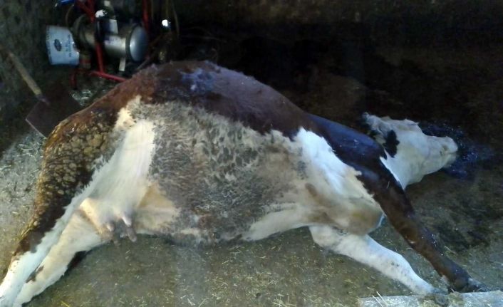 Elazığ’da ağıla yıldırım düştü, 3 büyükbaş hayvan telef oldu