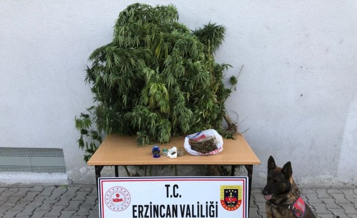Erzincan’da bir miktar uyuşturucu ve kaçak sigara yapımında kullanılan malzemeler ele geçirildi