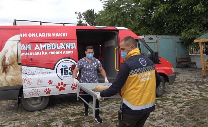 Erzincan’da ’hayvan ambulansı’ hizmete girdi