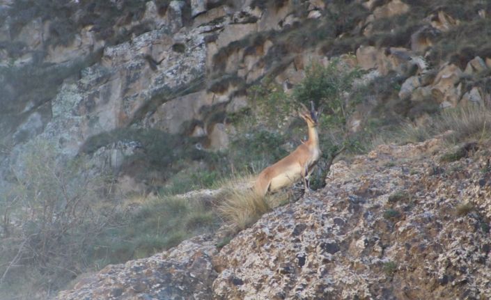 Erzurum’da yaban keçisi sürüsü görüntülendi