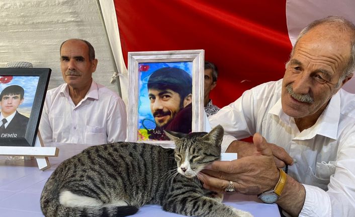 Evlat nöbetinin devam ettiği çadırın kedisi aileleri eylemlerinde yalnız bırakmıyor