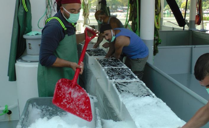 Fabrika gibi çalışan ilçeden günde 100 ton hamsi Anadolu’ya sevk ediliyor