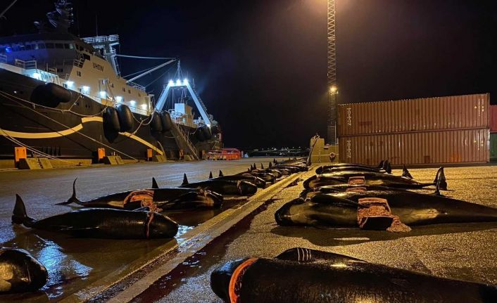 Faroe Adaları’nda 53 yunus daha katledildi