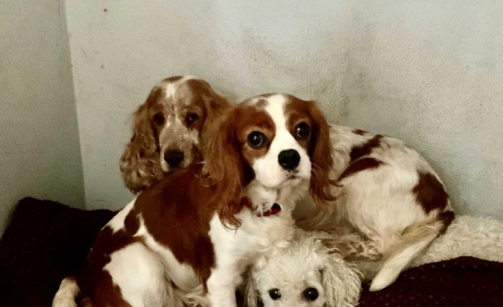 Galler’de yaklaşık 200 köpek yasa dışı olduğu iddia edilen köpek çiftliğinden kurtarıldı