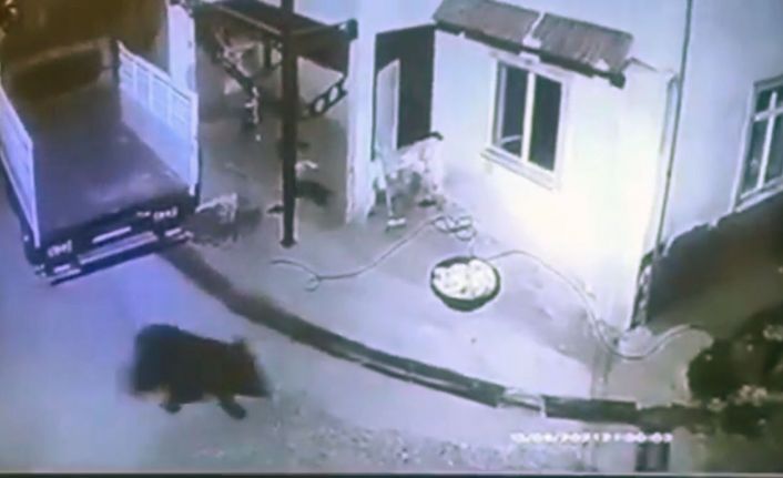 Giresun’da aç kalıp mahalleye inen ayı güvenlik kamerasına takıldı