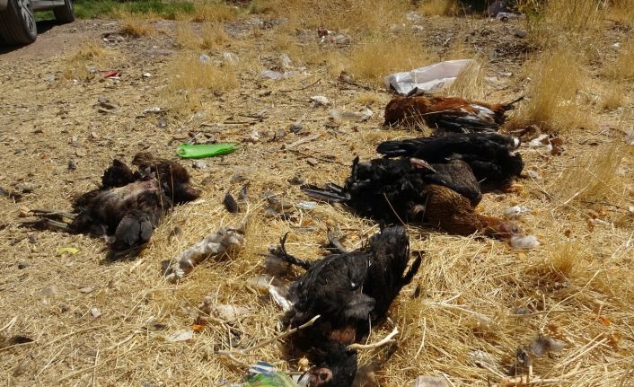 Grup halinde daldılar 50’den fazla tavuk ve ördekleri telef ettiler