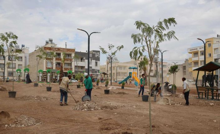 Haliliye’de ağaçlar toprakla buluşuyor