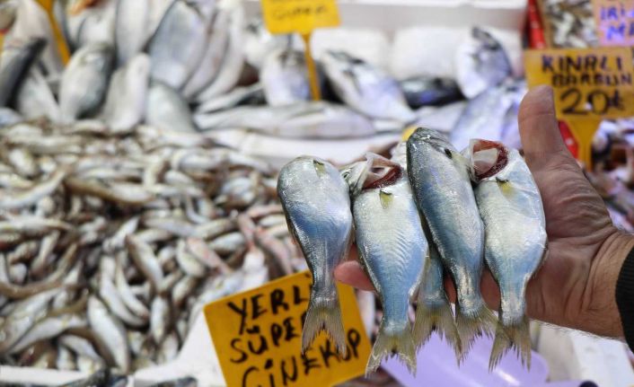 Havalar bozdu Karadeniz’de ‘çinekop’ patlaması yaşandı
