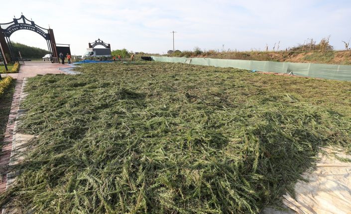 İlaç ve kozmetik sanayinde kullanılması hedeflenen bitkiler dünyaya açılıyor