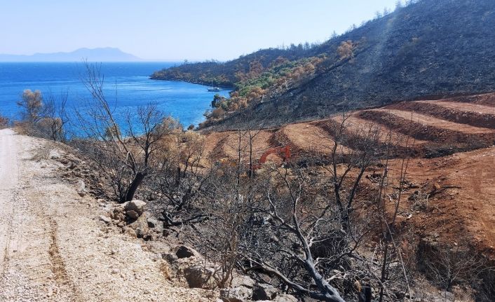 İnşaat yapılıyor denilen yanan koyda, lavanta bahçesi yapıldığı ortaya çıktı