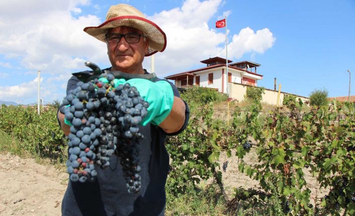 İtalya vatandaşı Merzifonlu muhtar ‘Merzifon karası’ üzümünü anavatanına geri getirdi