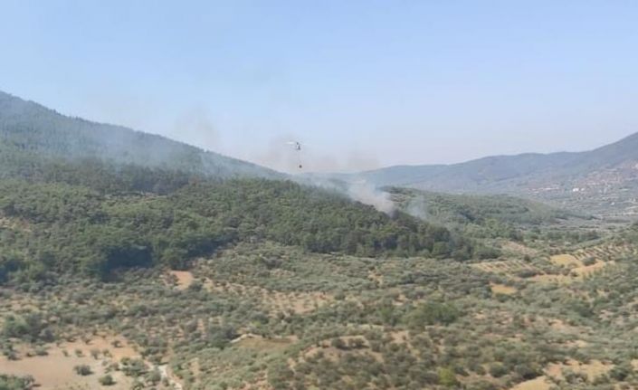 İzmir Kemalpaşa’da orman yangını
