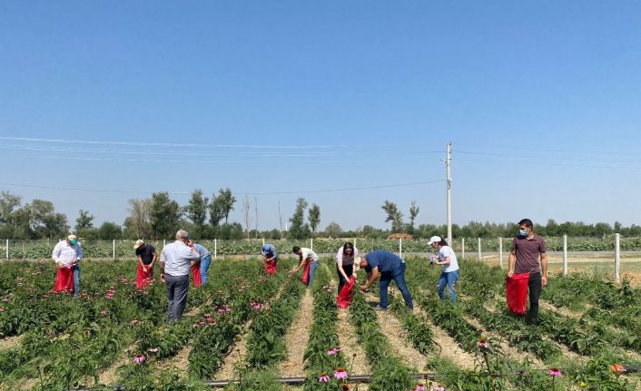 Kadınların ekimini yaptığı ekinezya da hasat başladı
