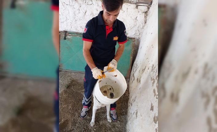 Kafası bidona sıkışan köpek kurtarıldı